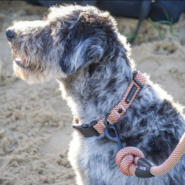 dierenbenodigdheden hondenriem hond pedigree hondenras lijn pets kynoloog